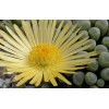 Fenestraria rhopalophylla - Plant